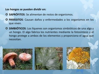 Los hongos se pueden dividir en:
 SAPRÓFITOS: Se alimentan de restos de organismos.
 PARÁSITOS: Causan daños y enfermedades a los organismos en los
que viven.
 SIMBIÓTICOS: Los líquenes son organismos simbióticos de una alga y
un hongo. El alga fabrica los nutrientes mediante la fotosíntesis y el
hongo protege a ambos de los elementos y proporciona el agua que
necesitan.
 