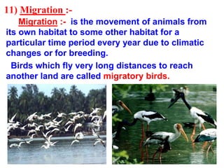 11) Migration :-
Migration :- is the movement of animals from
its own habitat to some other habitat for a
particular time period every year due to climatic
changes or for breeding.
Birds which fly very long distances to reach
another land are called migratory birds.
 