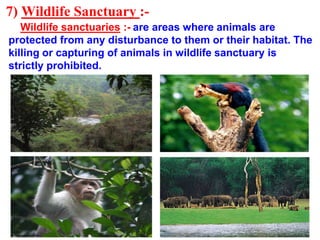 7) Wildlife Sanctuary :-
Wildlife sanctuaries :- are areas where animals are
protected from any disturbance to them or their habitat. The
killing or capturing of animals in wildlife sanctuary is
strictly prohibited.
 