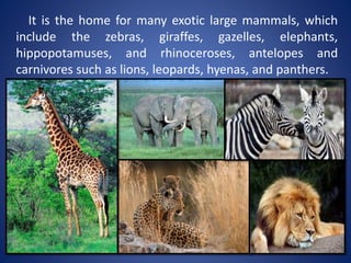 It is the home for many exotic large mammals, which
include the zebras, giraffes, gazelles, elephants,
hippopotamuses, and rhinoceroses, antelopes and
carnivores such as lions, leopards, hyenas, and panthers.
 