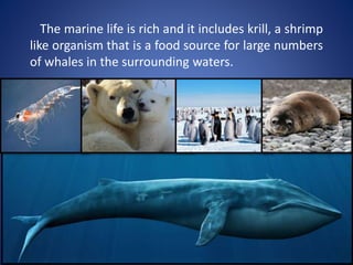 The marine life is rich and it includes krill, a shrimp
like organism that is a food source for large numbers
of whales in the surrounding waters.
 