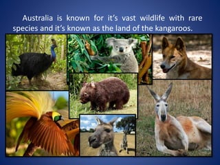 Australia is known for it’s vast wildlife with rare
species and it’s known as the land of the kangaroos.
 