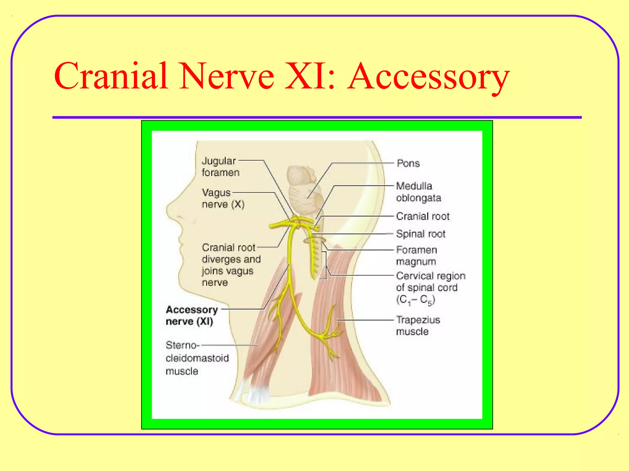 Cranial nerve examination | PPT