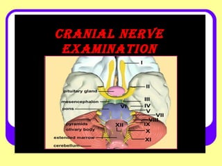 Cranial nerve
examination

 