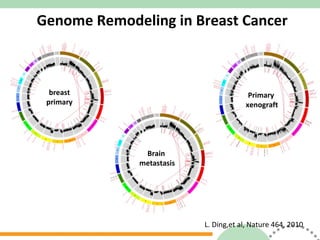 L. Ding,et al, Nature 464, 2010 Genome Remodeling in Breast Cancer Primary  xenograft Brain  metastasis breast primary 