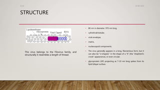 STRUCTURE
• 80 nm in diameter, 970 nm long.
• cylindrical/tubular,
• viral envelope,
• matrix,
• nucleocapsid components.
• The virus generally appears in a long, filamentous form, but it
can also be “U-shaped,” in the shape of a “6” (the “shepherd’s
crook” appearance), or even circular.
• glycoprotein (GP) projecting as 7-10 nm long spikes from its
lipid bilayer surface.
26-08-2020Dr.SS
This virus belongs to the Filovirus family, and
structurally it resembles a length of thread.
 