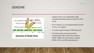 GENOME
• negative-sense, non-segmented single
stranded linear RNA genome about 18-19 kb
in size.
• The 3′ terminus is not polyadenylated and the
5′ end is not capped.
• It contains approximately 19,000 base pairs.
• It encodes seven structural proteins:
nucleoprotein (NP), polymerase cofactor
(VP35), (VP40), GP, transcription activator
(VP30), VP24, and RNA polymerase (L).
26-08-2020Dr.SS
 