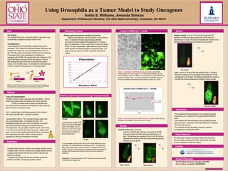 Template provided by: “posters4research.com”
Using Drosophila as a Tumor Model to Study Oncogenes
Ashia S. Williams, Amanda Simcox
Department of Molecular Genetics, The Ohio State University, Columbus, OH 43210
Goal Growth of GSR6 Cell +/- RU486
Methods
Results
Future Research
•Flies injected with cells expressing a drug inducible Ras gene
produced tumors in presence of the drug RU486and killed the
hosts.
•Flies injected with cells expressing a drug inducible Ras gene
produced tumors in absence of the drug RU486 failed to express
GFP and hosts survived.
•This indicates we have developed a system to examine
tumorigenesis in an inducible system
The Ohio State University, Columbus OH 43201
Simcox.1@osu.edu phone: (614)292-8857
Figure 2. - Properties of GS-R6-expressing cell cultures. (A, B) Phase
contrast images. (A'-B') GFP images. (A, A') GS-R6 with no RU486 drug. Only
some cells express GFP at low levels by 7 days without drug. (B, B') GS-R6 in the
presence of RU486 at day 7. The cells have strong GFP expression levels and
form foci characteristic of transformed cells. Pictures courtesy of A. Simcox.
Developing Protocol
 Defining optimal anesthesia conditions for the flies.
Before transplanting the cells into the flies I have to etherize
them. To determine the best dose for keeping the flies
unconscious for the transplant (that takes about 15 minutes), I
set up an experiment, in which I used 0.5mL of ether and placed
8 flies in a vial for etherization. I determined how long it took the
flies to recover from different lengths of exposure to ether. The
graph shows my results. From this I concluded 3 minutes as
optimal.
•We need larger numbers and direct evidence that the tumors
are not growing in absence of RU486- we assumed this based
on lack of expression of the GFP marker.
The Purpose
The purpose of this study is to test the ability of cells with a drug
inducible Ras oncogene to produce tumors in flies.
The Significance
In cells exposed to the drug RU486, oncogenic Ras gene is
expressed. This is called the GeneSwitch system. My project was
to determine if these cells, when transplanted, form tumors in
flies. With this system we were able to determine the importance
of oncogenic Ras in tumor metastasis by controlling its
expression with RU486. Flies injected with cells in absence of the
drug RU486 failed to produce tumors and survived. However,
flies injected with cells and fed the drug RU486 did produce
tumors, which killed the hosts. This indicates we have developed
a model to examine tumorigenesis in an inducible system.
Tumor cell transplantation:
Host flies. I set up a cross to generate yw/ovoD2 sterile ♀ flies by
mating virgin yellow-white (yw) females with ovoD2 male flies.
-OvoD2 is a female sterile mutation and females have
very small ovaries so that when we transplant the cells into the fly
the tumors have more space to grow.
Cells. I cultured Gene Switch:Ras expressing cells in medium
with the drug RU486, Ras 7, and Ras 3 cell lines.
Transplantation method. First I harvest the tissue culture cells
into a concentrated pellet. To transplant the cells, I first
anesthetize the flies with ether. Next I line the flies in a straight
line with their abdomen facing up and wings flat down on
microscope slide. Using a pipette I transfer the cells under a drop
of oil. (The oil prevents the cells from drying out). I make a small
mark a ‘fill line’ on the needle and fill cells to that line. This allows
me to inject about the same number of cells each time.I
transplant the cells into the abdomen of the flies.
Experiment
-Transplant Ras3 cells into ovoD2/yw and analyze (positive control).
-Transplant Ras7 cells into ovoD2/yw and analyze (positive control).
-Transplant Gene Switch-R6 cells into host flies, feed the flies
RU486, and analyze.
- Transplant Gene Switch-R6 cells into host flies, without the
presence of RU486, and analyze (negative control).
Results
Conclusions
Test: A group of 140 adult flies that were fed 500ul of 100ug/ml
RU486 drug starting at 3rd
larval stage were injected with GS-R6
and observed over 10 days. The fraction represents the number of
host flies that showed fluorescence indicative of tumor growth.
QuickTime™ and a
decompressor
are needed to see this picture.
Obtaining Optimal Expression through Feeding Protocols
Ras3 control+
GS control-
Ras7 control+
A A’
B B’
GS-R6 Day 7
GS-R6 + RU486 Day 7
QuickTime™anda
decompressor
areneededtoseethispicture.
QuickTime™anda
decompressor
areneededtoseethispicture.
Etherization
19.2
-5
0
5
10
15
20
25
30
35
0 1 2 3 4 5 6
Minutes in Ether
MinutestoAwaken
Funding
QuickTime™ and a
decompressor
are needed to see this picture.
QuickTime™ and a
decompressor
are needed to see this picture.
QuickTime™ and a
decompressor
are needed to see this picture.
QuickTime™anda
decompressor
areneededtoseethispicture.
QuickTime™ and a
decompressor
are needed to see this picture.
QuickTime™ and a
decompressor
are needed to see this picture.
Figure 3. -A Growth Chart for the GSR6 Cell Line +/- RU486. Without the drug
the cells do not proliferate. Picture courtesy of A. Simcox.
Positive control: Ras3, and Ras7
-A group of 35 adult flies that were not exposed to RU486
drug were injected with Ras3 cells and observed over 10
days. (This process was repeated for Ras7 line) The fraction
represents the number of host flies that showed fluorescence
indicative of tumor growth.
25
35
30
30
Negative control: A group of 133 adult flies that were NOT
exposed to RU486 drug were injected with GS-R6 cells and
observed over 10 days. The fraction represents the number of host
flies that showed fluorescence indicative of tumor growth.
GS-R6 +RU486
Uninduced
RU486
(inducer)
GSR6 GFP
Induced
GSR6 GFP
Growth Chart of GSR6 Cell +/- RU486
1
10
0 1 2 3 4 5 6 7 8 9 10 11 12 13
Days
CellNumberX10
5
GS6 + RU486
GS6 - RU486
RU486
RU486
A
B(A) Shows female host flies (255B
GS/UAS-GFP) fed RU486 starting
at the 3rd
larval stage. The GFP
tester gene is expressed strongly.
Adult flies are then continuously
fed on 100ug/ml of RU486 thus
maximizing expression.
(B) Shows female host flies (255B GS/UAS-GFP) fed RU486 starting at the
adult stage. The first day there was no expression of GFP. The second day
(figure shown above) there is a little expression in the abdomen of the host.
By the 6th
day GFP is fully expressed in the abdomen of the host however the
intensity of the fluorescence is less than that of the host fed starting at 3rd
stage larval.
Conclusion: For optimal expression of GFP (and Ras), larvae should be fed
RU486 drug at 3rd stage larvae
Research Experiences for Undergraduates
133
133
135
1 40
Inactive Protein
Figure 1.-The GeneSwitch Ras (GS-R6) system. In the absence of the activator (uninduced), the
GS-R6 remains silent. However, after RU486 is applied (induced) the binding of the RU486 ligand
causes GS-R6 to become transcriptionally active, resulting in the expression of GFP.
Contact Information
 