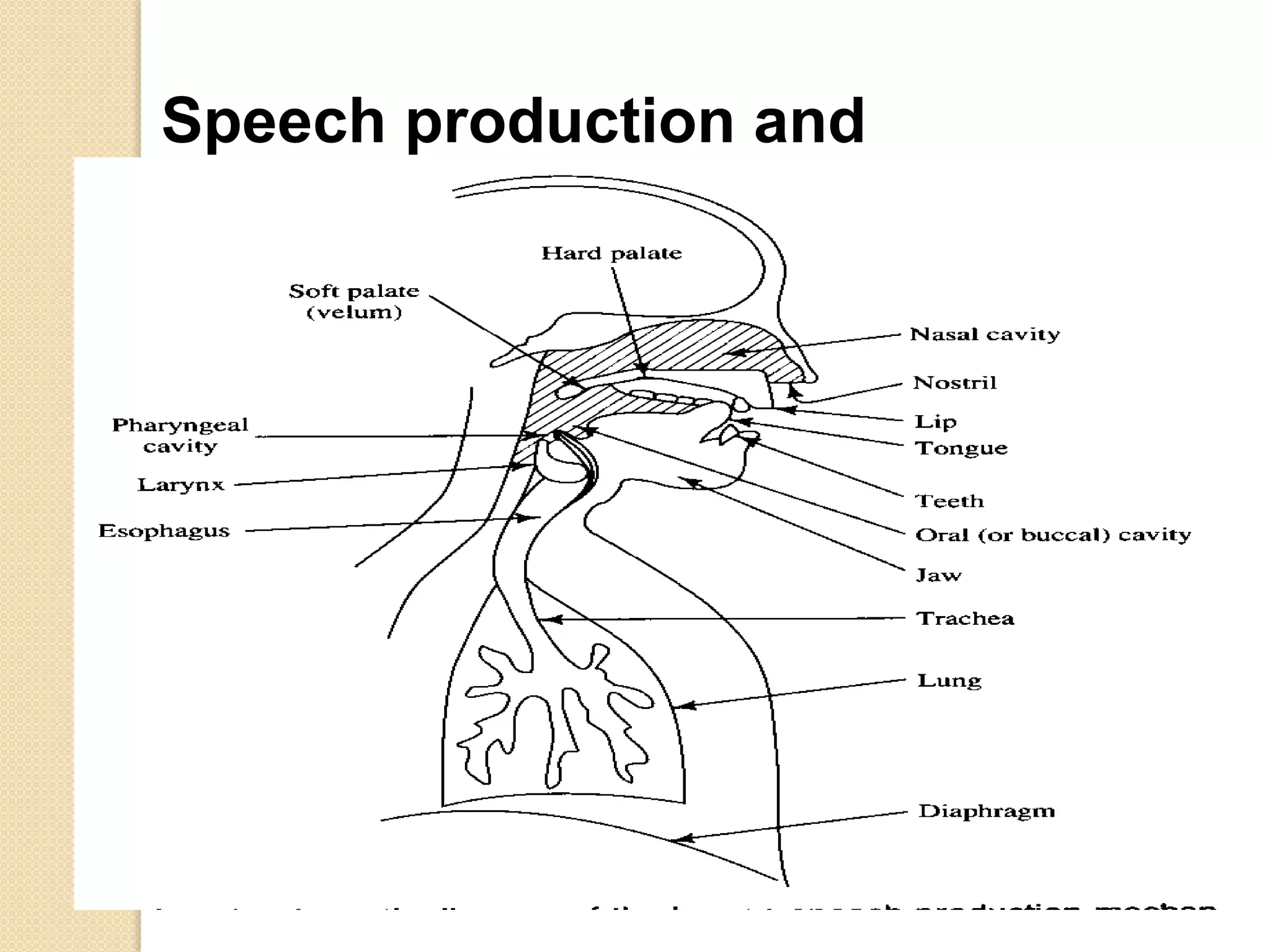 Speech production and
modeling
 