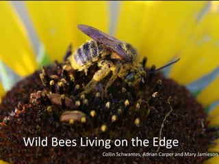 Wild 
Bees 
Living 
on 
the 
Edge 
Collin 
Schwantes, 
Adrian 
Carper 
and 
Mary 
Jamieson 
 