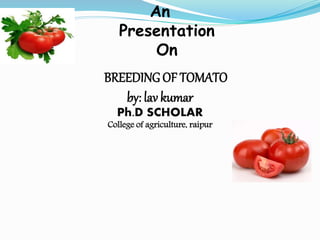 An
Presentation
On
BREEDING OF TOMATO
by: lav kumar
Ph.D SCHOLAR
College of agriculture, raipur
 