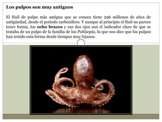 Los pulpos son muy antiguos
El fósil de pulpo más antiguo que se conoce tiene 296 millones de años de
antigüedad, desde el periodo carbonífero. Y aunque al principio el fósil no parece
tener forma, los ocho brazos y sus dos ojos son el indicador claro de que se
trataba de un pulpo de la familia de los Pohlsepia, lo que nos dice que los pulpos
han tenido esta forma desde tiempos muy lejanos.
 