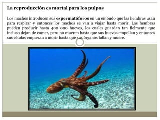 La reproducción es mortal para los pulpos
Los machos introducen sus espermatóforos en un embudo que las hembras usan
para respirar y entonces los machos se van a viajar hasta morir. Las hembras
pueden producir hasta 400 000 huevos, los cuales guardan tan fielmente que
incluso dejan de comer, pero no mueren hasta que sus huevos empollan y entonces
sus células empiezan a morir hasta que sus órganos fallan y muere.
 