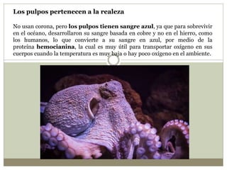 Los pulpos pertenecen a la realeza
No usan corona, pero los pulpos tienen sangre azul, ya que para sobrevivir
en el océano, desarrollaron su sangre basada en cobre y no en el hierro, como
los humanos, lo que convierte a su sangre en azul, por medio de la
proteína hemocianina, la cual es muy útil para transportar oxígeno en sus
cuerpos cuando la temperatura es muy baja o hay poco oxígeno en el ambiente.
 