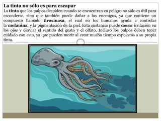 La tinta no sólo es para escapar
La tinta que los pulpos despiden cuando se encuentran en peligro no sólo es útil para
esconderse, sino que también puede dañar a los enemigos, ya que contiene un
compuesto llamado tirosinasa, el cual en los humanos ayuda a controlar
la melanina, y la pigmentación de la piel. Esta sustancia puede causar irritación en
los ojos y desviar el sentido del gusto y el olfato. Incluso los pulpos deben tener
cuidado con esto, ya que pueden morir al estar mucho tiempo expuestos a su propia
tinta.
 