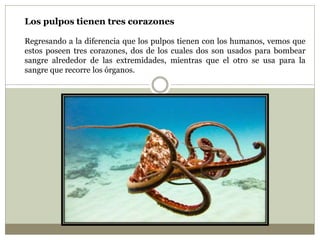 Los pulpos tienen tres corazones
Regresando a la diferencia que los pulpos tienen con los humanos, vemos que
estos poseen tres corazones, dos de los cuales dos son usados para bombear
sangre alrededor de las extremidades, mientras que el otro se usa para la
sangre que recorre los órganos.
 