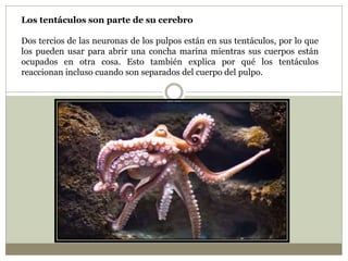 Los tentáculos son parte de su cerebro
Dos tercios de las neuronas de los pulpos están en sus tentáculos, por lo que
los pueden usar para abrir una concha marina mientras sus cuerpos están
ocupados en otra cosa. Esto también explica por qué los tentáculos
reaccionan incluso cuando son separados del cuerpo del pulpo.
 