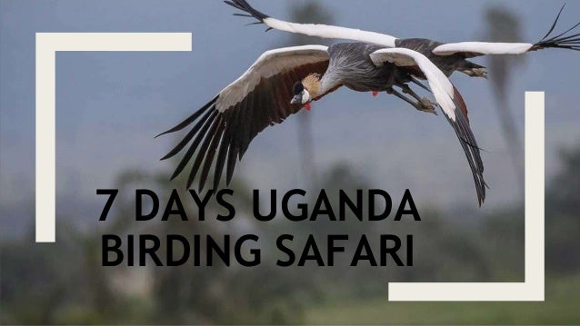 7 DAYS UGANDA
BIRDING SAFARI
 