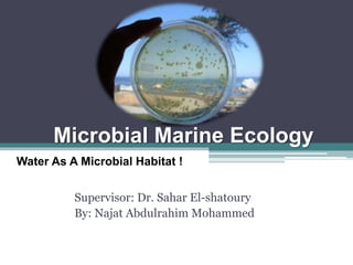Microbial Marine Ecology
Supervisor: Dr. Sahar El-shatoury
By: Najat Abdulrahim Mohammed
Water As A Microbial Habitat !
 