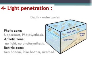 4- Light penetration :
 