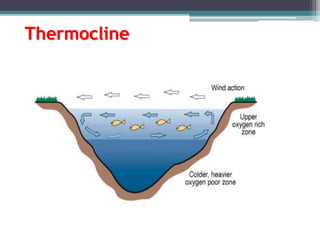 Thermocline
 