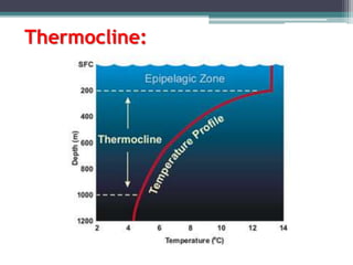Thermocline:
 