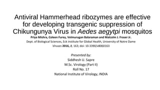 Antiviral Hammerhead ribozymes are effective
for developing transgenic suppression of
Chikungunya Virus in Aedes aegytpi mosquitos
Priya Mishra, Coleen Furey, Velmurugan Balaraman and Malcolm J. Fraser Jr.
Dept. of Biological Sciences, Eck institute for Global Health, University of Notre Dame
Viruses 2016, 8, 163; doi: 10.3390/v8060163
Presented by:
Siddhesh U. Sapre
M.Sc. Virology (Part II)
Roll No. 17
National Institute of Virology, INDIA
 