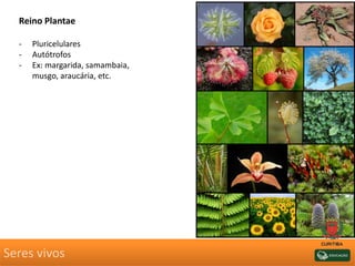 Seres vivos
Reino Plantae
- Pluricelulares
- Autótrofos
- Ex: margarida, samambaia,
musgo, araucária, etc.
 