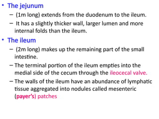 Jenum Anatomy of the Digestive System.....pptx