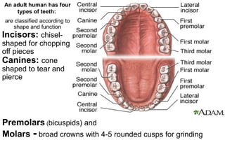 Anatomy of the Digestive System.....pptx