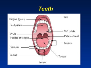Comprehensive Overview of the Human Digestive System and Its Functions ...
