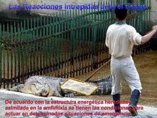 Las Reaccionesintrepidas ante el riesgo.De acuerdo con la estructuraenergéticaheredada o asimilada en la amfimixia se tienenlascondicionesparaactuar en determinadassituaciones de emergencia.