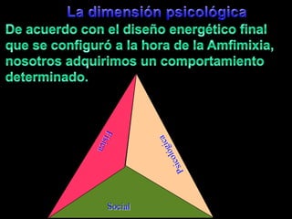 La dimensiónpsicológicaDe acuerdo con el diseñoenergético final que se configuró a la hora de la Amfimixia, nosotrosadquirimos un comportamientodeterminado.PsicológicaFísicaSocial
