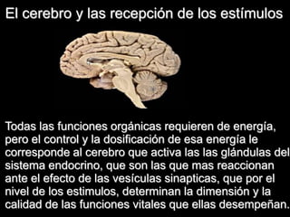 El cerebro y lasrecepción de los estímulosTodaslasfuncionesorgánicasrequieren de energía, pero el control y la dosificación de esaenergía le correspondeal cerebroqueactivalaslasglándulas del sistemaendocrino, que son lasquemasreaccionan ante el efectode lasvesículassinapticas, quepor el nivel de los estimulos, determinanla dimensión y la calidad de lasfuncionesvitalesqueellasdesempeñan.