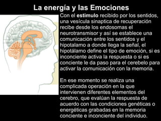 La energía y lasEmocionesCon el estimulorecibidopor los sentidos, unavesículasinaptica de recuperaciónrecibedesde los endosomas el neurotransmisor y así se estableceunacomunicación entre los sentidos y el hipotalamoa dondellegala señal, el hipotálamo define el tipo de emoción, siesinconcienteactiva la respuesta o siesconciente le dapasopara el cerebeloparaactivarla comunicación con la memoria.En esemomento se realizaunacomplicadaoperación en la queintervienendiferenteselementos del cerebro, queevalúan la respuesta de acuerdo con lascondicionesgenéticas o energéticasgrabadas en la memoriaconciente e inconciente del individuo.