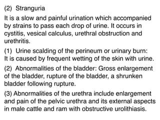 7 diseases of urinary system part b | PDF