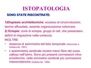 ISTOPATOLOGIA
1)Displasie architettoniche: eccesso di circonvoluzioni,
lamine affusolate, assente organizzazione colonnare.
2) Ectopie: zone di ectopia, gruppi di cell. che presentano
deficit di migrazione nella corteccia.
INOLTRE:
• Assenza di asimmetria del lobo temporale (Steinmetz e
Galaburda, 1991).
• L’assimmetria cerebrale mostra meno fibre del corpo
calloso nell’istmo. Sono più presenti connessioni intra-
emisferiche, nelle simmetrie cerebrali più connessioni
interemisferiche (Galaburda, 1990)
SONO STATE RISCONTRATE:SONO STATE RISCONTRATE:
 