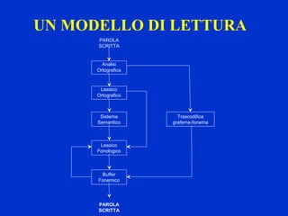 UN MODELLO DI LETTURA
Analisi
Ortografica
PAROLA
SCRITTA
Lessico
Ortografico
Sistema
Semantico
Lessico
Fonologico
Buffer
Fonemico
PAROLA
SCRITTA
Trascodifica
grafema-fonema
 