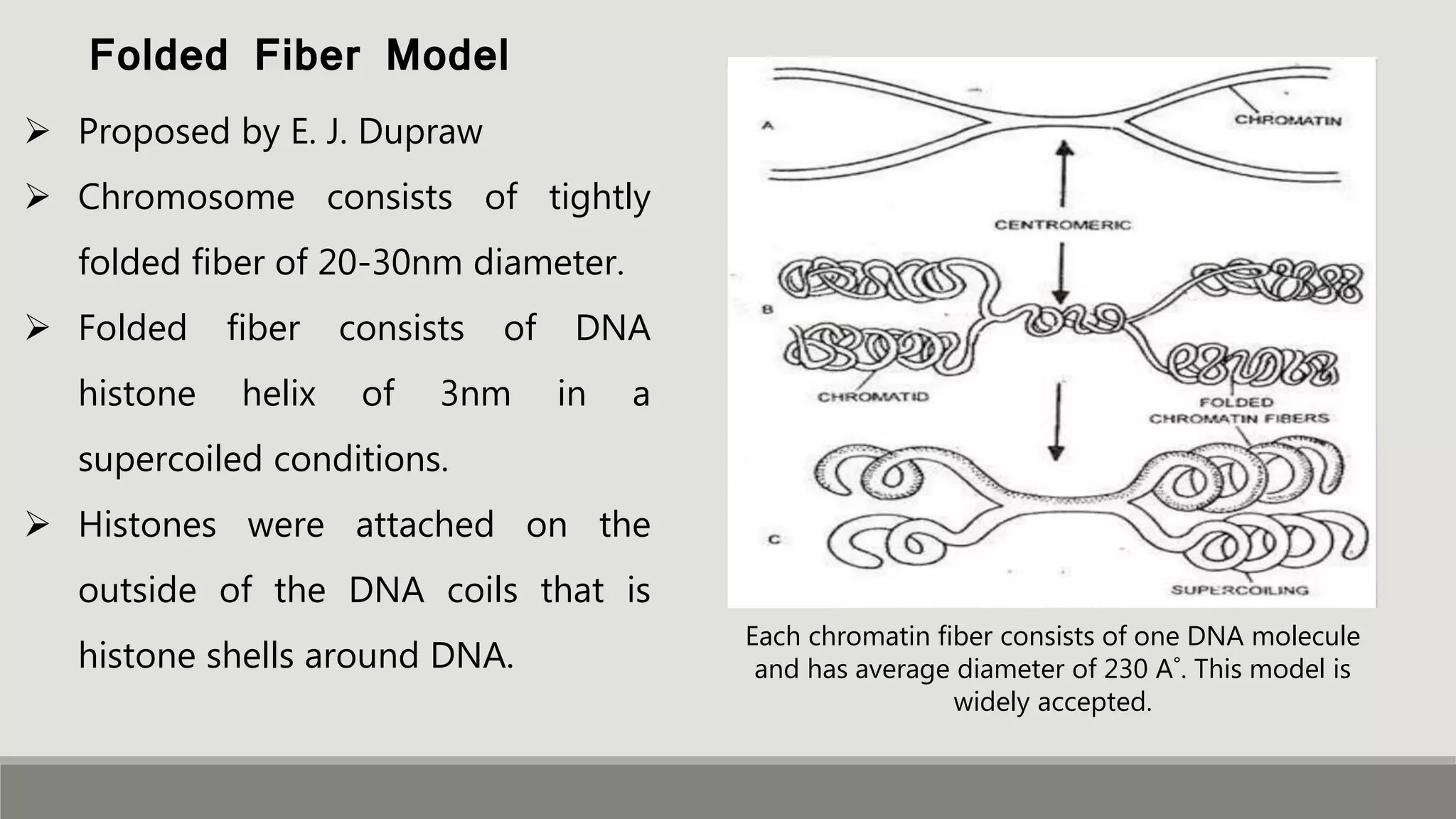7_DNA organization in prokaryotes and eukaryotes.pptx | Biological ...