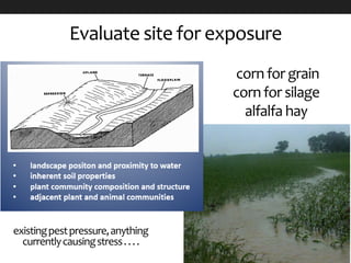 Evaluate site for exposure
existingpestpressure,anything
currentlycausingstress....
corn for grain
corn for silage
alfalfa hay
 