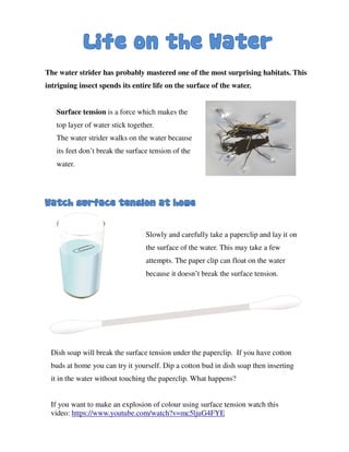 The water strider has probably mastered one of the most surprising habitats. This
intriguing insect spends its entire life on the surface of the water.
Surface tension is a force which makes the
top layer of water stick together.
The water strider walks on the water because
its feet don’t break the surface tension of the
water.
Slowly and carefully take a paperclip and lay it on
the surface of the water. This may take a few
attempts. The paper clip can float on the water
because it doesn’t break the surface tension.
Dish soap will break the surface tension under the paperclip. If you have cotton
buds at home you can try it yourself. Dip a cotton bud in dish soap then inserting
it in the water without touching the paperclip. What happens?
If you want to make an explosion of colour using surface tension watch this
video: https://www.youtube.com/watch?v=mc5ljuG4FYE
 