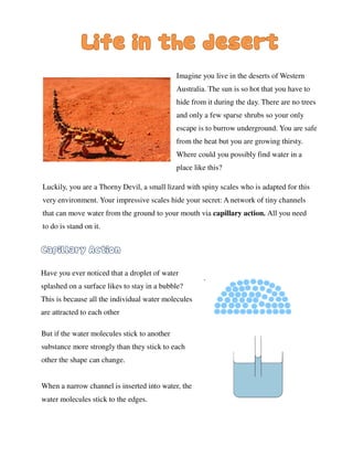 .
Have you ever noticed that a droplet of water
splashed on a surface likes to stay in a bubble?
This is because all the individual water molecules
are attracted to each other
But if the water molecules stick to another
substance more strongly than they stick to each
other the shape can change.
When a narrow channel is inserted into water, the
water molecules stick to the edges.
Imagine you live in the deserts of Western
Australia. The sun is so hot that you have to
hide from it during the day. There are no trees
and only a few sparse shrubs so your only
escape is to burrow underground. You are safe
from the heat but you are growing thirsty.
Where could you possibly find water in a
place like this?
Luckily, you are a Thorny Devil, a small lizard with spiny scales who is adapted for this
very environment. Your impressive scales hide your secret: A network of tiny channels
that can move water from the ground to your mouth via capillary action. All you need
to do is stand on it.
 