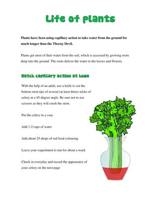 Plants have been using capillary action to take water from the ground for
much longer than the Thorny Devil.
Plants get most of their water from the soil, which is accessed by growing roots
deep into the ground. The roots deliver the water to the leaves and flowers.
With the help of an adult, use a knife to cut the
bottom stem tips of several (at least three) sticks of
celery at a 45-degree angle. Be sure not to use
scissors as they will crush the stem.
Put the celery in a vase
Add 1-2 cups of water
Add about 25 drops of red food colouring
Leave your experiment to run for about a week
Check in everyday and record the appearance of
your celery on the next page
 