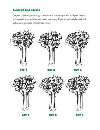 Get your coloured pencils ready! Over the next few days you will need your red and
green pencils to record what happens to your celery. If you are particularly good with
technology, you might prefer to take photos.
 