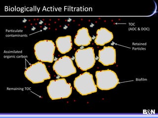 Biologically Active Filtration
Biofilm
TOC
(AOC & DOC)
Assimilated
organic carbon
Remaining TOC
Particulate
contaminants
Retained
Particles
 