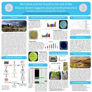 As dryland farming becomes more important for food production, the
goal to find a sustainable method to promote crop growth under arid
conditions is imperative. Thus, we looked to the Mojave Desert for a
solution as it is home to plants living under year-round extreme climate
and soil conditions. We isolated bacteria from the rhizosphere of Larrea
tridentata, commonly found in the Mojave Desert, and studied their plant
growth promoting (PGP) traits as we hypothesized that these plants
depend on the microbial community for their growth and survival. We
isolated a total of 30 unique bacterial colonies and characterized them
through four cultivation-dependent assays: 1) siderophore production; 2)
phosphate solubilization; 3) antibiotic production; and 4) cellulase
activity. Many isolates exhibited siderophore production whereas only a
few demonstrated phosphate-solubilizing and cellulase activity. Only a
single colony exhibited antibiotic production. Following a PCR of the 16S
ribosomal gene and sequencing, 16 of the original 30 isolates were
identified as actinomycete and Bacillus strains. eDNA isolation was also
performed. A trapping experiment in which legume plants are inoculated
with the original soil samples showed effective root nodulation
suggesting that nitrogen fixation occurred. Our results indicate that the
microbial community of the Mojave Desert can help the plants survive
adverse conditions.
Hung Dang2
, Janeva Chung2
, Nakin Bhandari2
, Nhi Nguyen1
Microbial activity found in the soil of the
Mojave desert suggests plant growth promotion
1
Department of Microbiology, Immunology, and Molecular Genetics, University of California, Los Angeles, CA 90095
2
Department of Molecular Cell, Developmental Biology and Cell Development, University of California, Los Angeles, CA 90095
Abstract
Materials & Methods
Assays for Plant Growth Promoting Activity
Master Chart
Acknowledgements
Discussion
Future DirectionsTrapping Experiment
Because there was presence of Nitrogen-fixing bacteria
that only associated specifically with a certain type of plant
species, it is best to employ Koch’s postulate. Thus, the
isolates should be re-inoculated into Siratro to see if they
can again nodulate the plants. Further, PGPB assays testing
for activities are also needed for those particulate nodule
isolates. Finally, because these strains come from extreme
climate conditions, an experiment to test the durability of
these bacteria to know what optimal conditions for later use
is necessary. Finally, once abilities are finalized, a list of
recommended strains of bacteria should be composed as a
reference for bio-inoculates in dryland farming.
● We would like to thank the following:
○ Dr. Ann Hirsch, Dr. Maskit Maymon, Dr. Pilar
Martinez, and Paul Yang for their tutorage.
○ Dr. Kris Reddi and Anjana Amirapu for assisting us in
the setup of materials for our experiments.
○ The Department of Molecular, Cellular, and
Developmental Biology for funding this project.
Phosphate Solubilizing Activity
Using PVK plates as medium,
we discovered that 8 out of the 30
isolate exhibited signs of phos -
phate solubilizing activity, with
most of the activity not covering
more than 20mm in diameter. The
strain that showed highest level of
activity is G1.
Siderophore Production
Using both LB and TY plates, bacteria
was plated from liquid culture into 5
equidistant spots. Once the bacteria grew,
Cas overlay was poured over each plate
and halo formation was analyzed after
waiting for the Cas overlay to set. 17 out
of the 30 isolates exhibited siderophore
activity. Isolate 21 has the highest
calculated amount of siderophore activity.
Antibiotic Production
We discovered a con
-taminate in 3A liquid
culture that most likely
came from our soil. This
strain exhibited anti-
biotic activity as it killed
of the lawn growth
(evident in the halos).
No other colony
exhibited activity.
16S Identification
Of the assays, the Cas Assay had
the highest amount of positive
results. In addition, Cas plates
were only used to confirm Cas
overlay positives, resulting in
many unplated Cas plates. Straings
G1, G2, G4, 1A, 2A, and 2 were
capable of more than one activity.
Multiple strains of bacteria that were isolated displayed
phosphate solubilizing activity, cellulase activity, and
siderophore production. With G1 and G2 showing very
prominent capabilities. These we believe could be good
candidates for future use as bioinoculates. Two distinct
bacterial colonies were isolated from the nodules of the
siratro plant in the trapping experiment. One of them is
characterized to be a Rhizobium species which is known for
their ability to form endosymbiotic nitrogen fixing
association with root plant. In regards to our contaminate
strain, we believe that the reason why it became so
prominent is due to its antibiotic production which could
have wiped out the native strain.
Out of five plant species that were inoculated with
the Mojave desert, Siratro is the only plant that
nodulated. Even though there is no significant
difference in biomass, the plant’s physical appearance
(greener than control) indicates that the bacteria
associated with the plants through root nodules did
promote plant growth. The squash of the nodules
yielded colonies which were then analyzed. The
following bacteria were characterized:
● Kocuria rhizophila strain DC2201- 100%
● Rhizobium sp. strain X2Ac9- 100%
.
The figure shows phylogenetic relationship of the
closest sequence matches from our cultivable isolates. Of
the 9 bacterial isolated from soil sample, the majority were
proteobacterial species (strain 1, 7,9, 12, 18). The rest
were actinobacteria (strain 17, G2, G3) and firmicutes
(strain 2 and 3A).
Cellulase Production
Bacteria was plated from liquid culture
on TY-CMC plates. Once grown the plates
were then subsequently washed with
Congo Red, NaCl, and then finally HCl.
Cellulase activity was not well defined. 7
of the 30 isolates exhibited cellulase
activity with strains A3 and A4 exhibiting
the highest ratio of halo to plaque.
[Picture: Negative result]
 