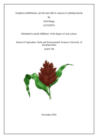 Sorghum establishment, growth and yield in response to planting density
By
M.H Shinga
(213522957)
Submitted in partial fulfilment of the degree of crop science
School of Agriculture, Earth and Environmental Sciences University of
KwaZulu-Natal
AGPS 790
November 2016
 