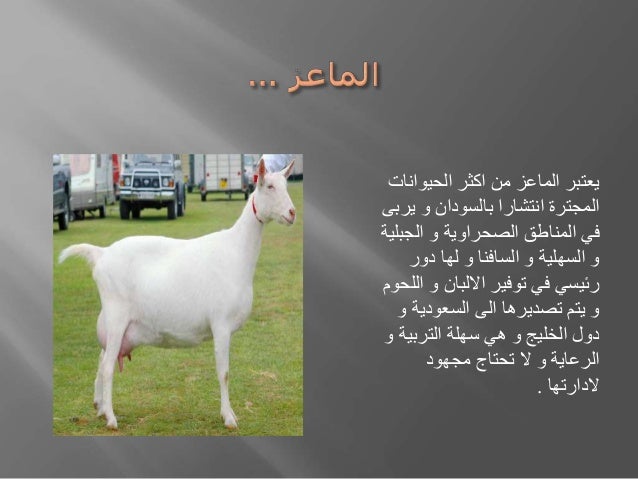 تجربة استيراد سلالة ماعز السعانين في السودان