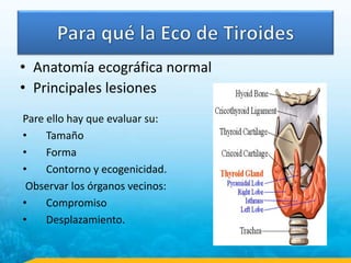 Pare ello hay que evaluar su:
• Tamaño
• Forma
• Contorno y ecogenicidad.
Observar los órganos vecinos:
• Compromiso
• Desplazamiento.
• Anatomía ecográfica normal
• Principales lesiones
 