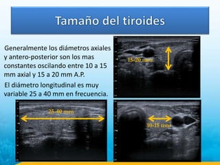 Generalmente los diámetros axiales
y antero-posterior son los mas
constantes oscilando entre 10 a 15
mm axial y 15 a 20 mm A.P.
El diámetro longitudinal es muy
variable 25 a 40 mm en frecuencia.
25-40 mm
15-20 mm
10-15 mm
 